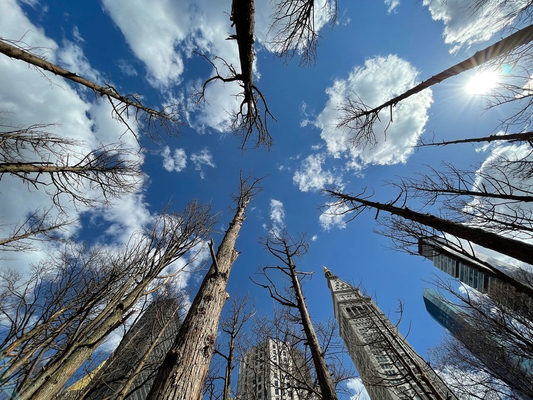 artwork by Maya Lin, "Ghost Forest," Madison Square Park Conservancy, New York