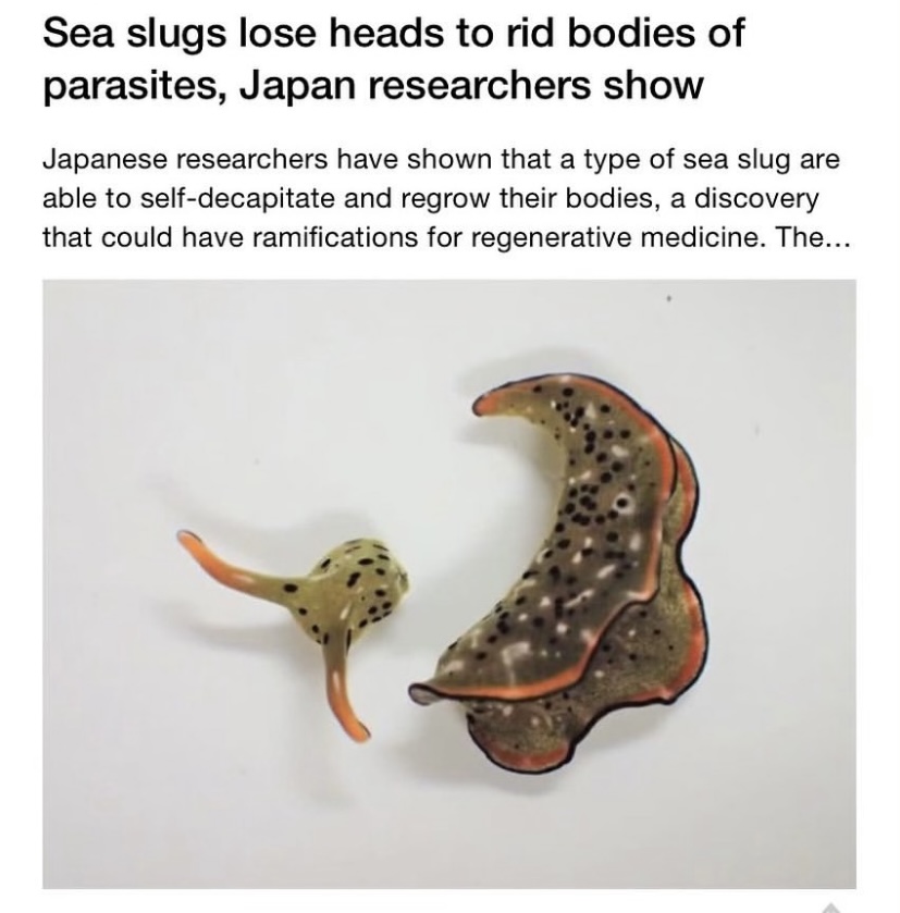 a slug without its head below a headline that reads "Sea slugs lose heads to rid bodies of parasites, Japanese researchers show"