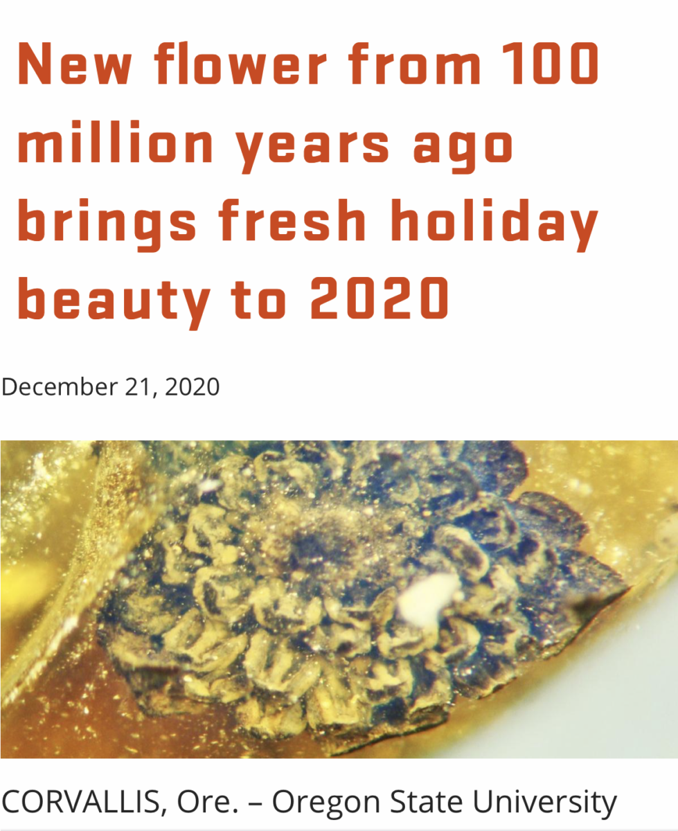 Smushed yellow flower in amber below a headline that reads "New flower from 100 million years ago brings fresh holiday beauty to 2020"