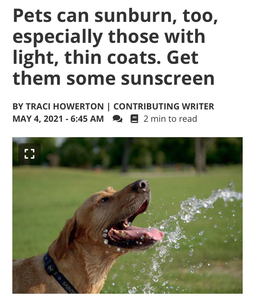 A dog drinking water from a hose below a headline that reads "Pets can sunburn, too, especially those with light, thin coats. Get them some sunscreen"