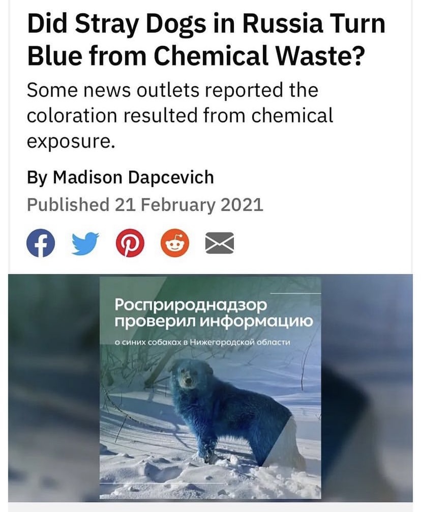 A blue-tinted dog beneath a headline that reads "Did Stray Dogs in Russia Turn Blue from Chemical Waste?"