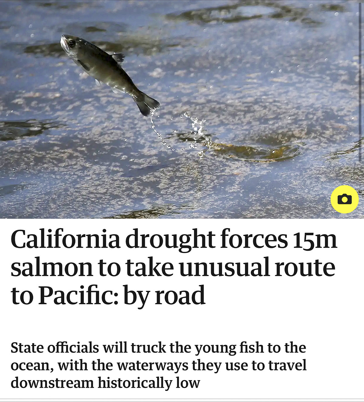 A salmon leaps from the water above a headline that reads "California drought forces 15m salmon to take unusual route to Pacific: by road"