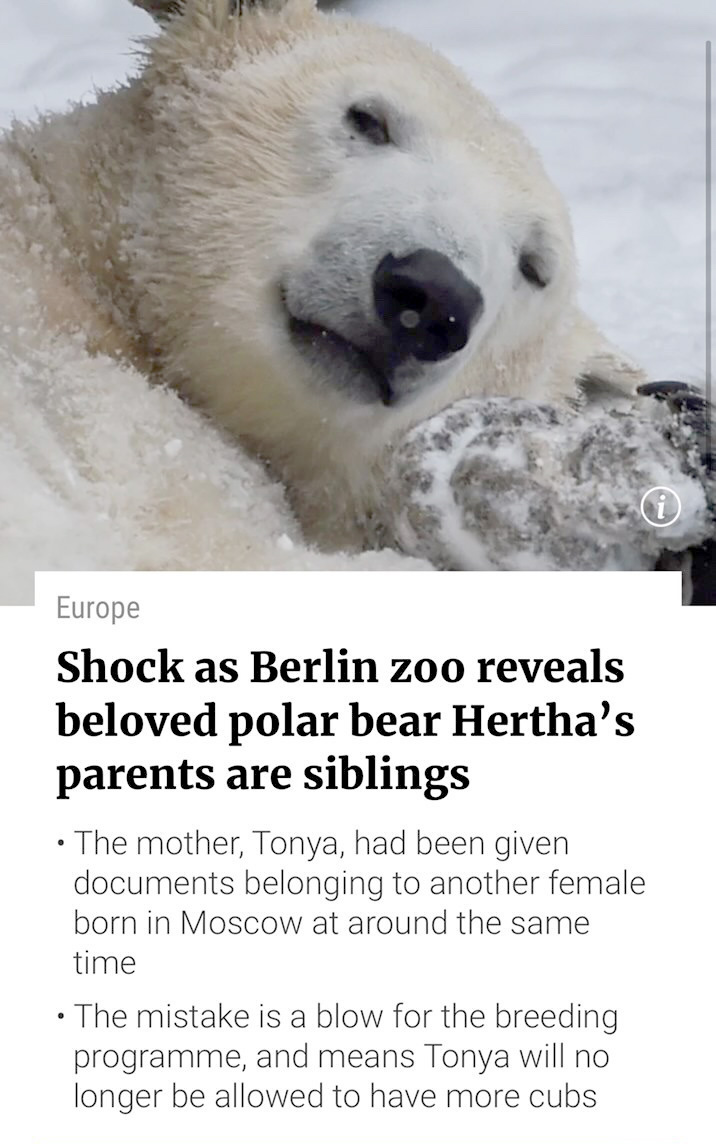 a polar bear above a headline that reads "Shock as Berlin zoo reveals beloved polar bear Hertha’s parents are siblings"