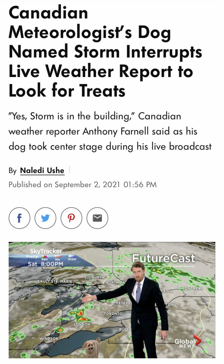 Meteorologist standing in front of a green screen weather map below a headline that reads 'Canadian Meteorologist's Dog Named Storm Interrupts Live Weather Report to Look for Treats'