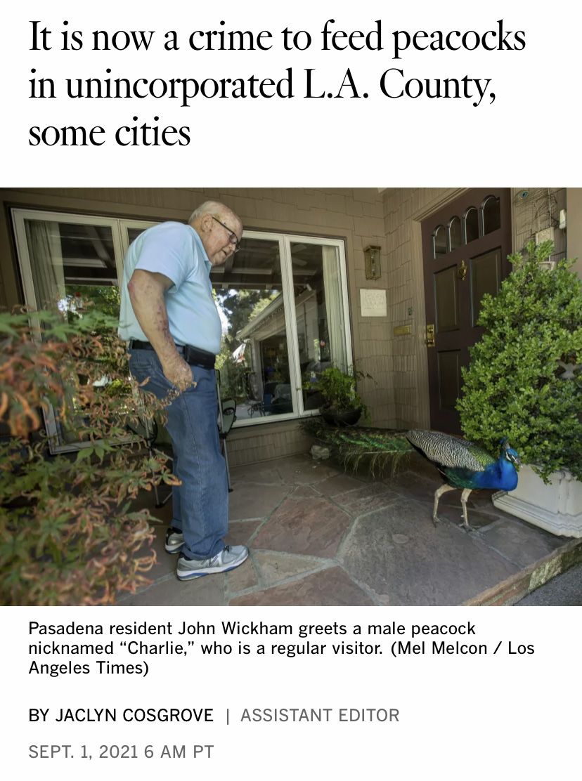 Elderly man stands on his porch looking down at a peacock below a headline that reads 'It is now a crime to feed peacocks in unincorporated L.A. County, some cities'