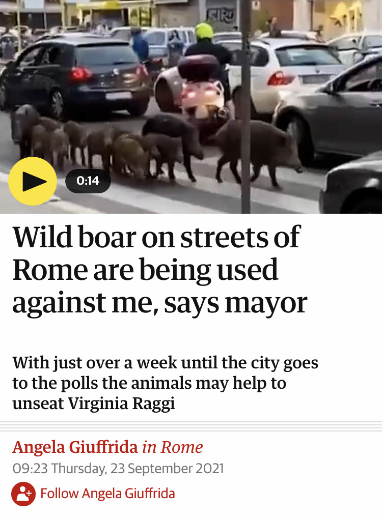 Herd of wild boar walking through traffic on a busy street above a headline that reads "Wild boar on streets of Rome are being used against me, says mayor"