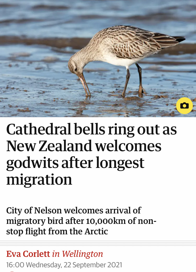 A bird drinks from the water above a headline that reads "Cathedral bells ring out as New Zealand welcomes godwits after longest migration"