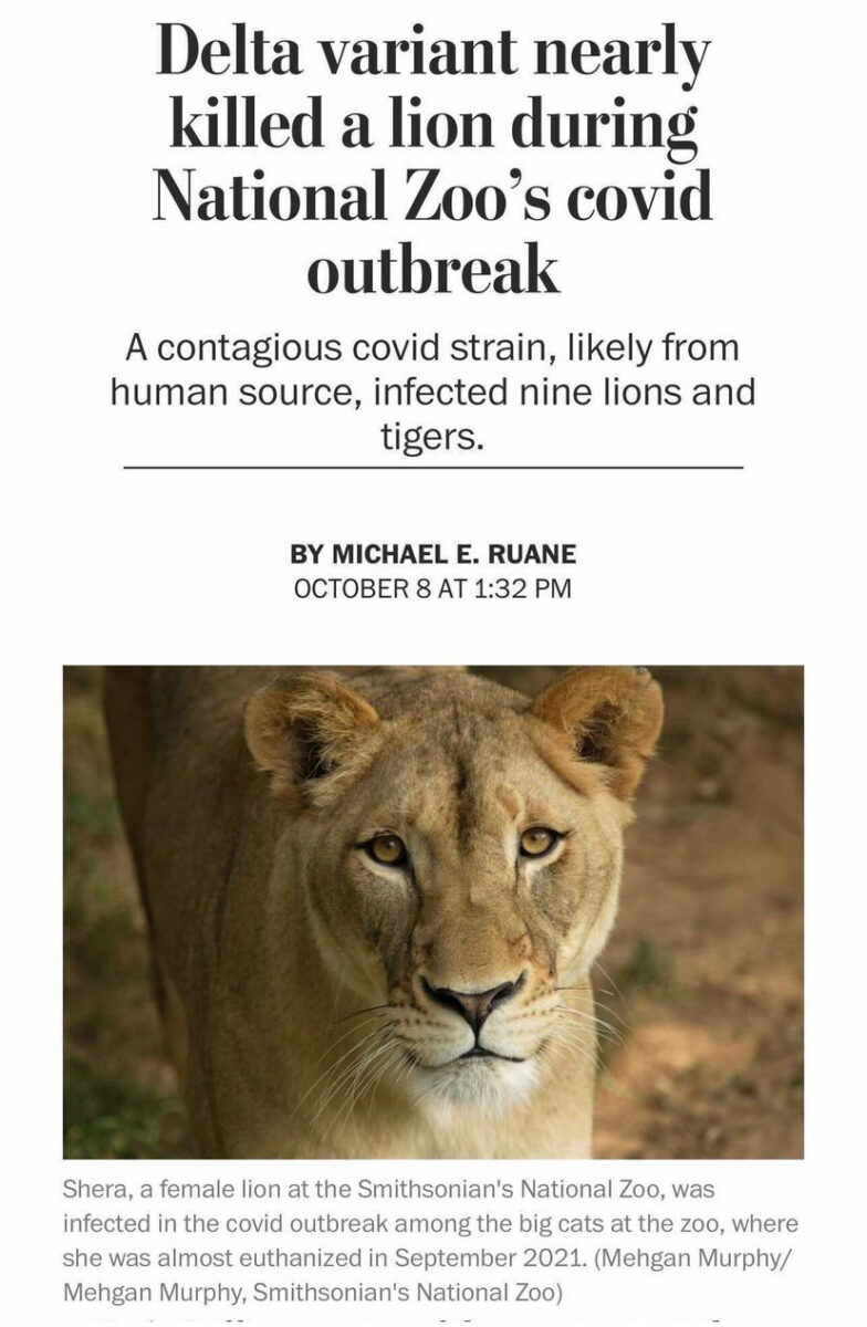 Female lion below a headline that reads "Delta variant nearly killed a lion during National Zoo’s covid outbreak"