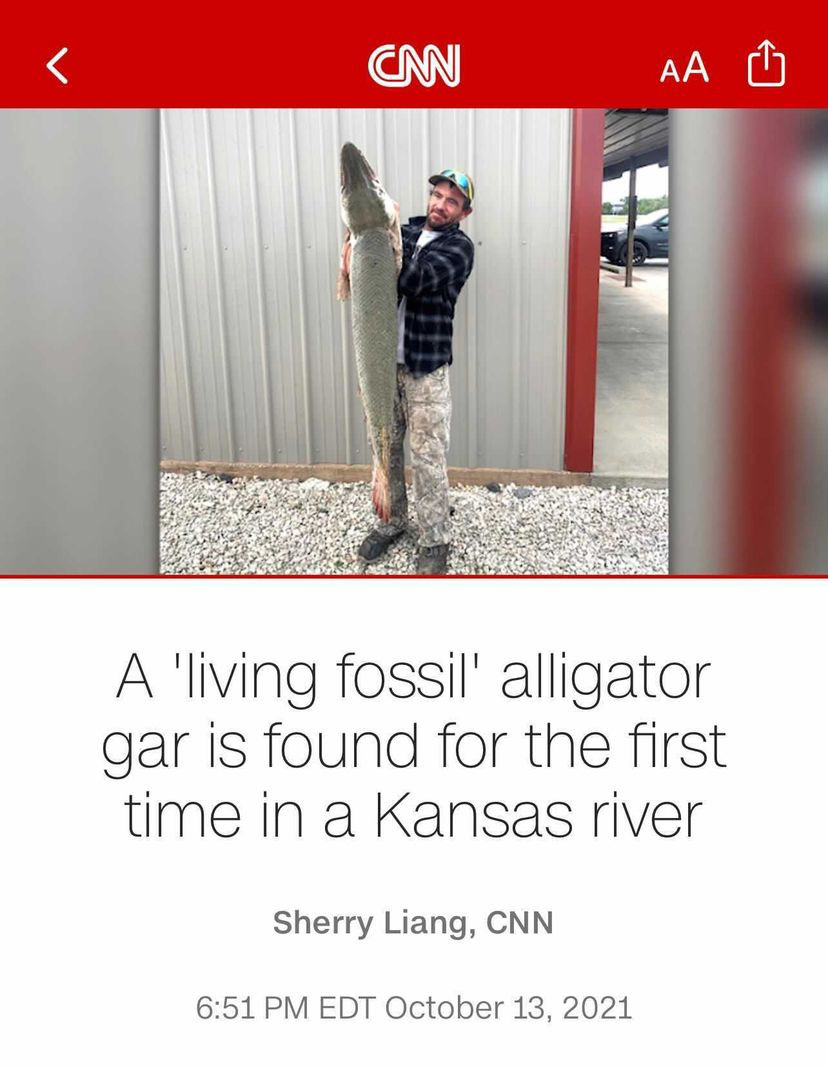 A man holding a large reptilian fish above a headline that reads "A 'living fossil' alligator gar is found for the first time in a Kansas river"