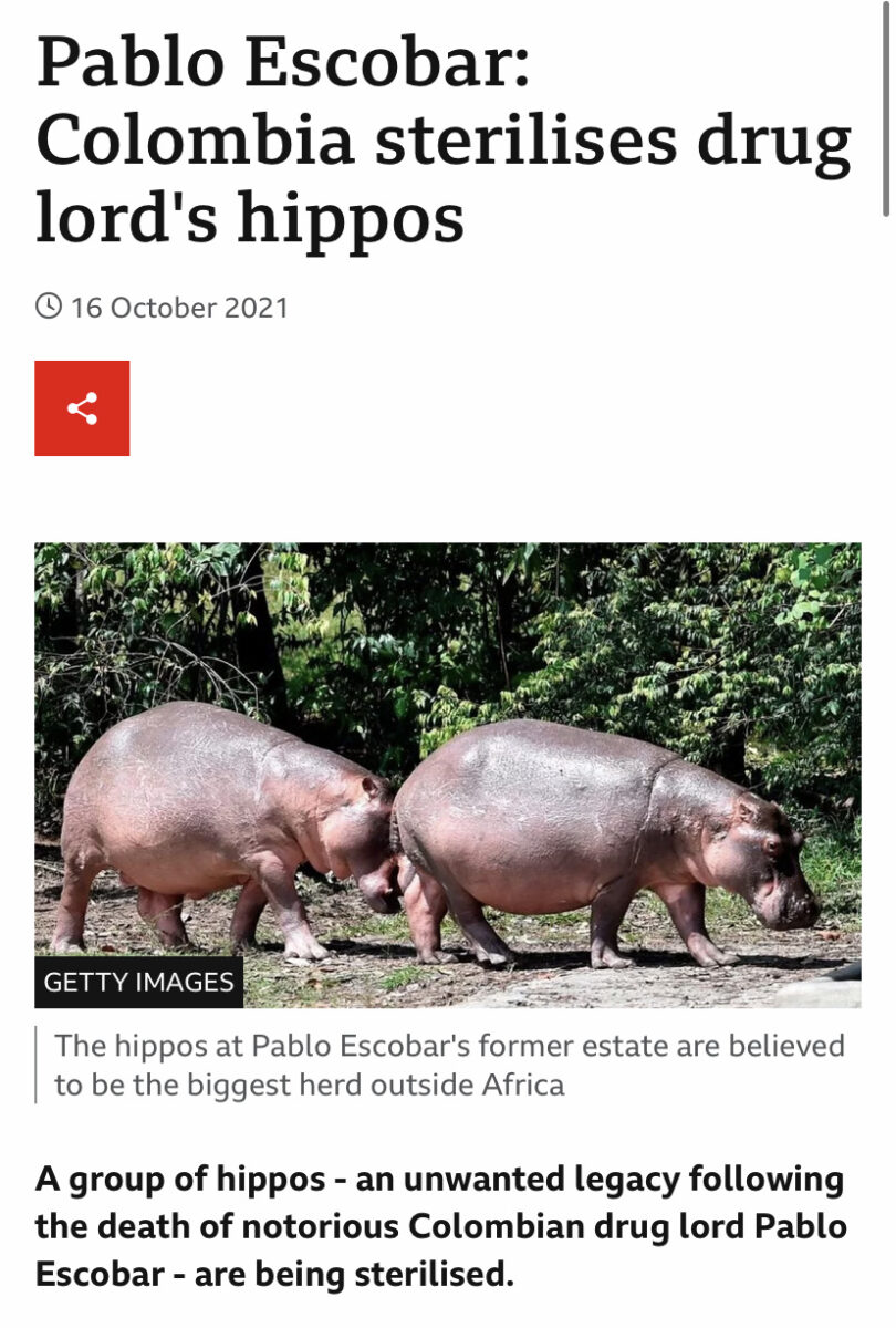Two hippos walking above a headline that reads "Pablo Escobar: Colombia sterilises drug lord’s hippos"