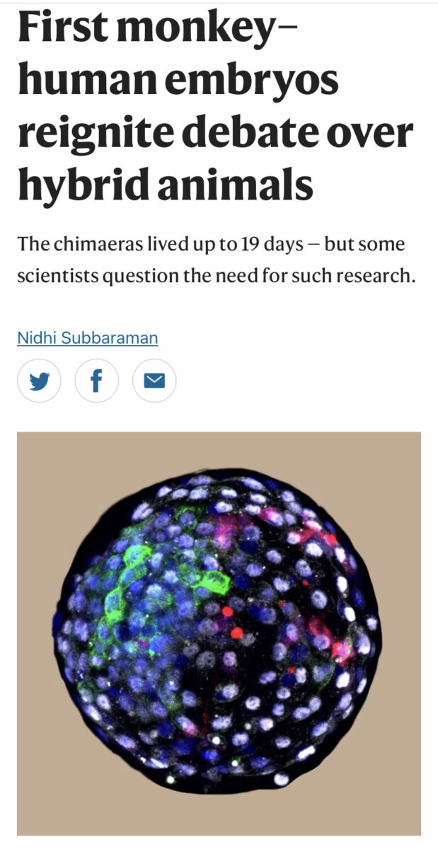 microscopic image of microscopy of a hybrid monkey-human embryo beneath a headline that reads "microscopy techniques, is of a hybrid embryo"