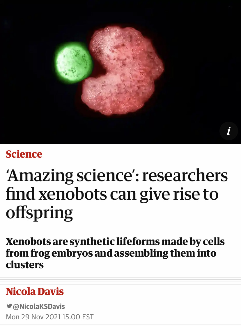 Microscopic image of a cell and an embryo above a headline that reads "‘Amazing science’: researchers find xenobots can give rise to offspring"