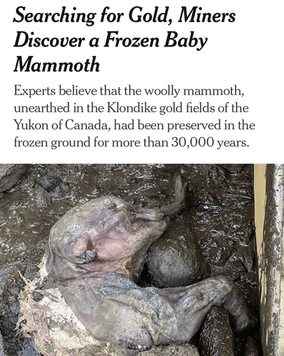 a mummified woolly mammoth lying in mud beneath a headline that reads "Searching for Gold, Miners Discover a Frozen Baby Mammoth"