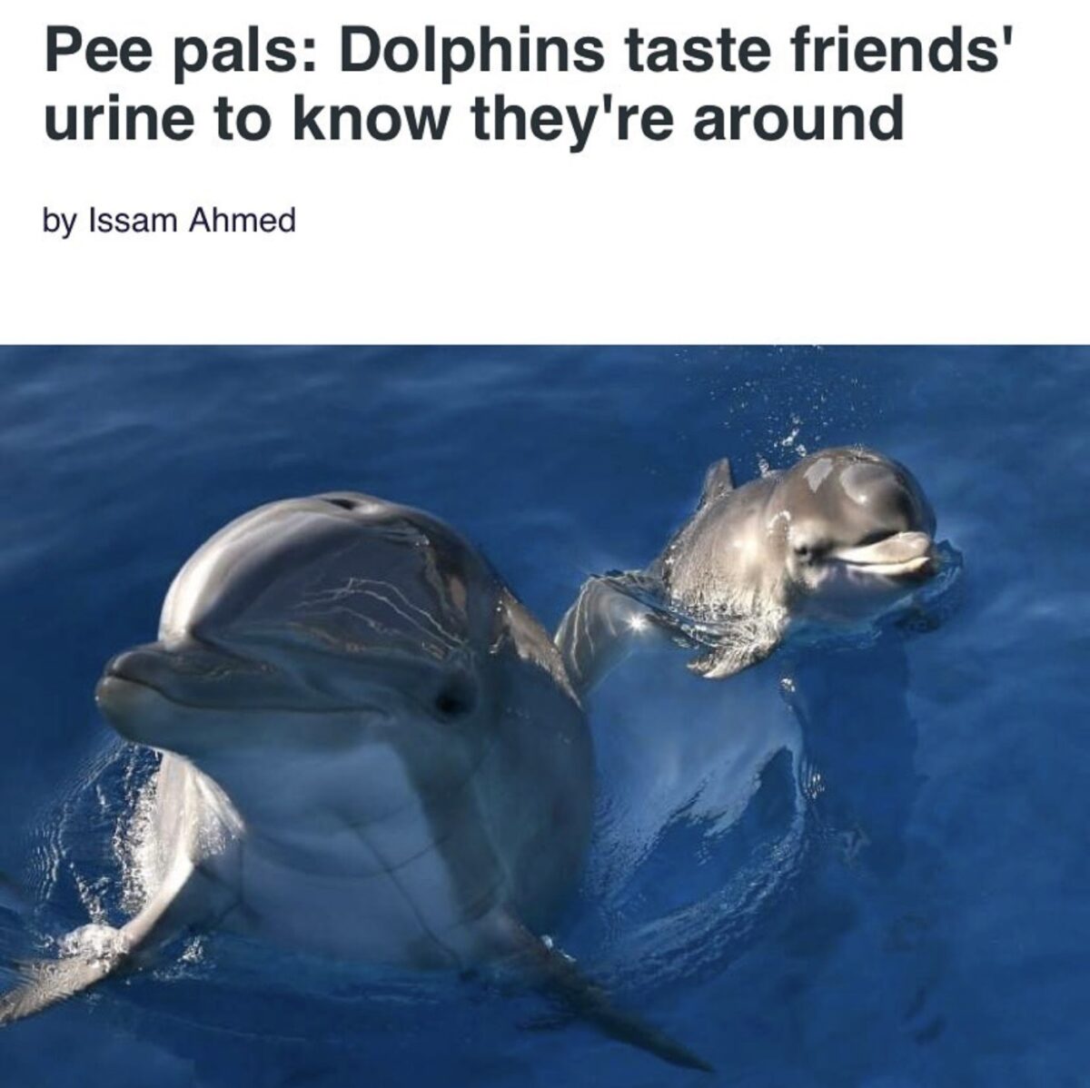 two dolphins in the water looking up beneath a headline that reads "Pee pals: Dolphins taste friends' urine to know they're around"