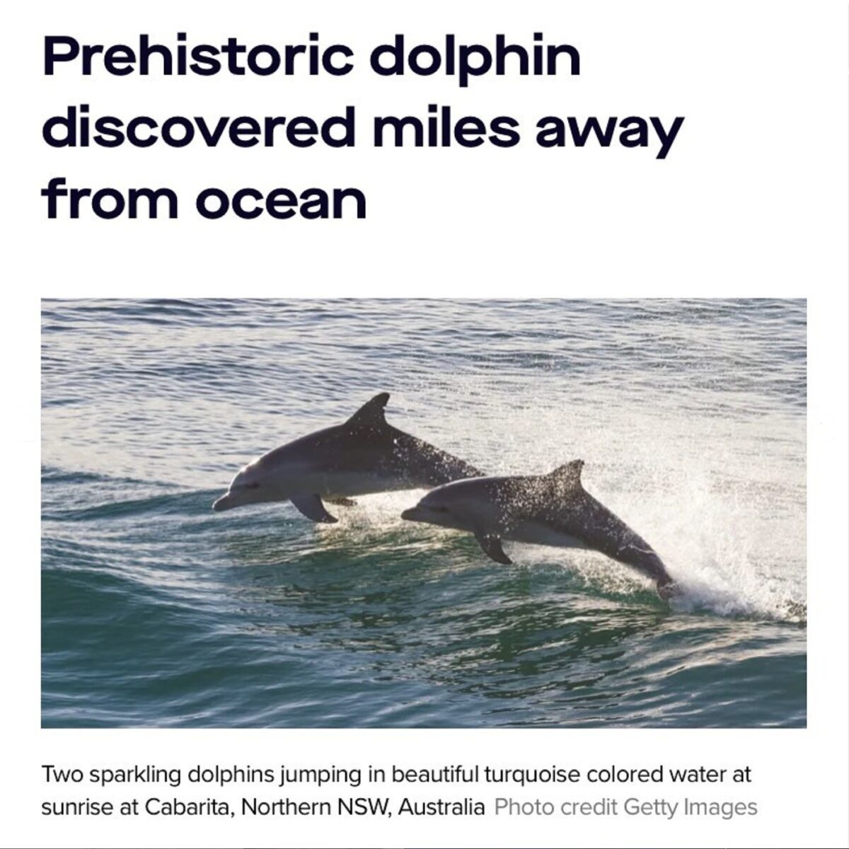 Two dolphins leaping out of the water beneath a headline that reads "Prehistoric dolphin discovered miles away from ocean"