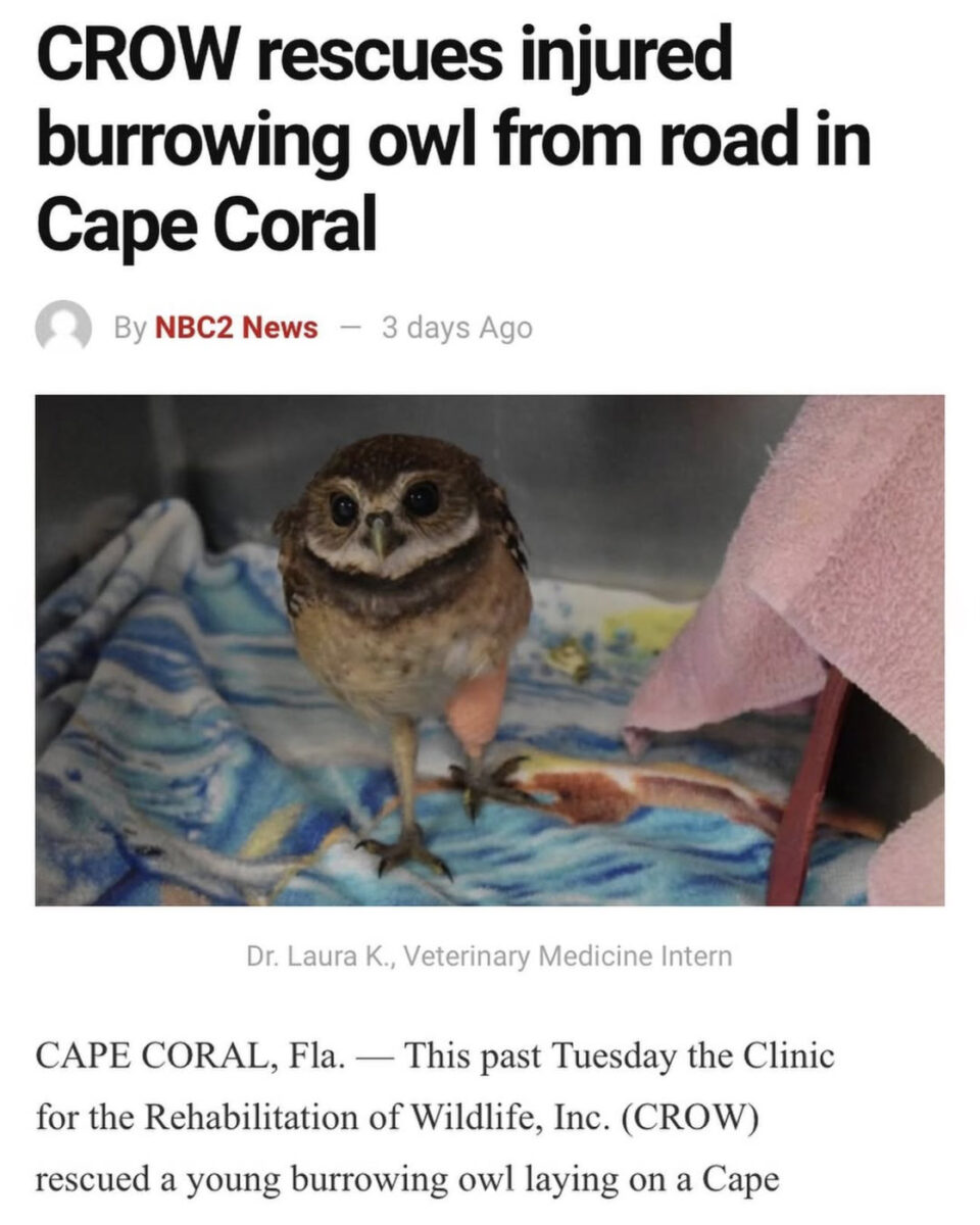 an owl on blankets and towels beneath a headline that reads "CROW rescues injured burrowing owl from road in Cape Coral"