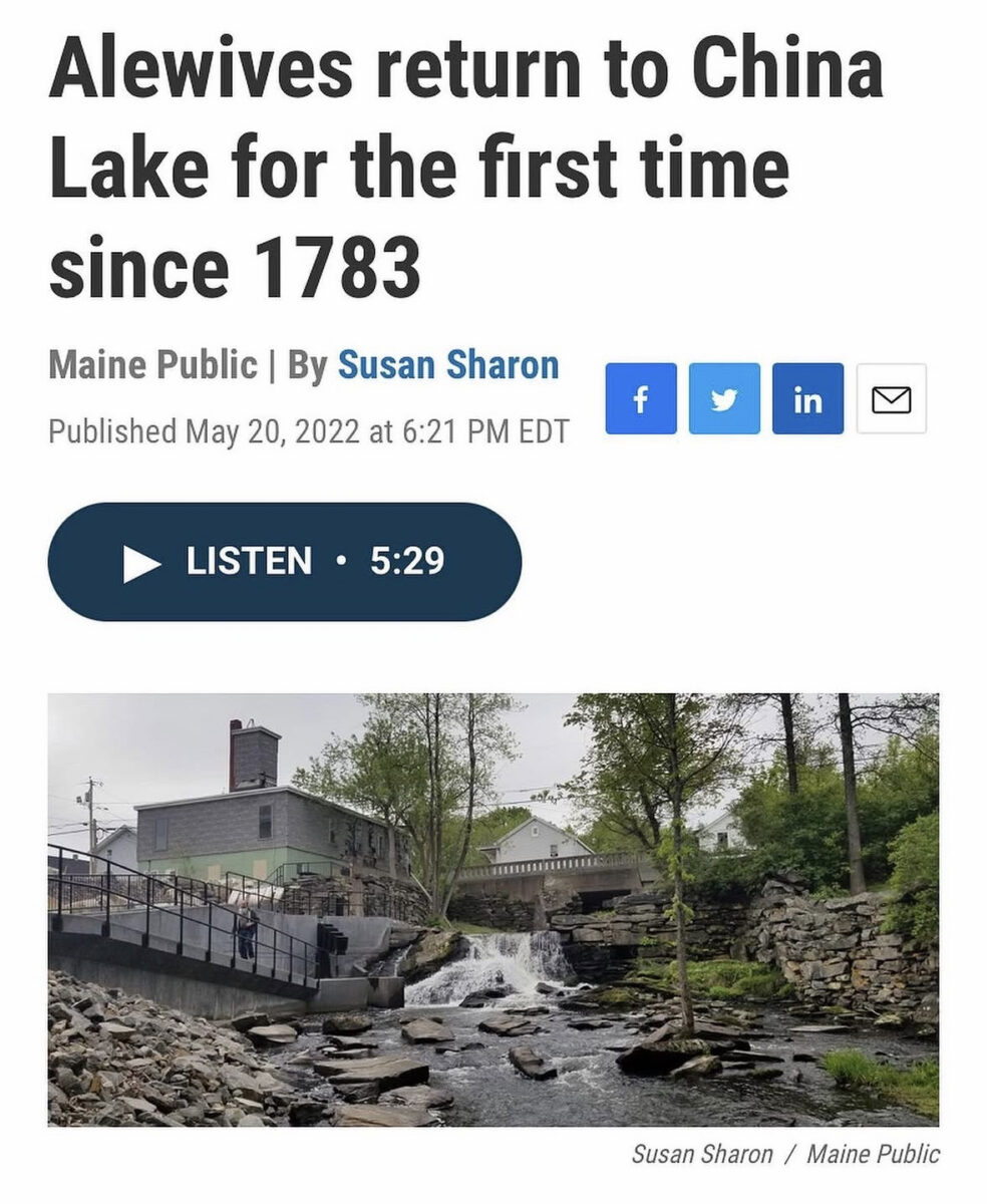 a flowing creek next to some buildings and a bridge beneath a headline that reads "Alewives return to China Lake for the first time since 1783)