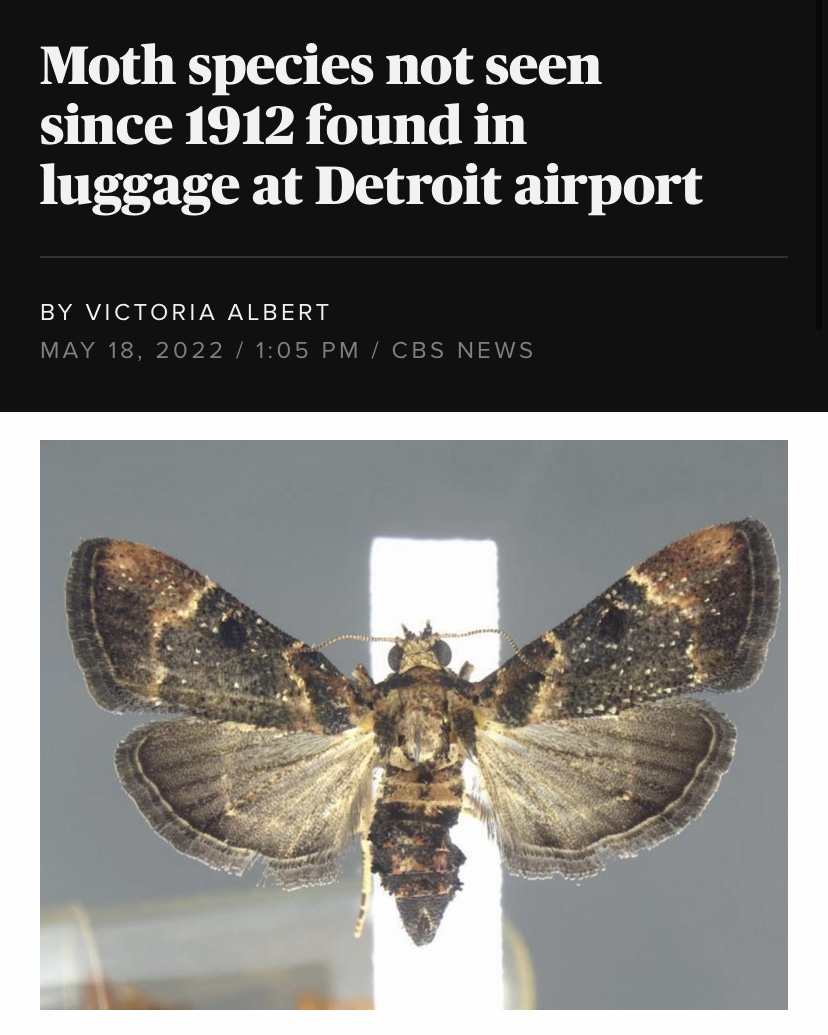 a large moth beneath a headline that reads "Moth species not seen since 1912 found in luggage at Detroit airport"