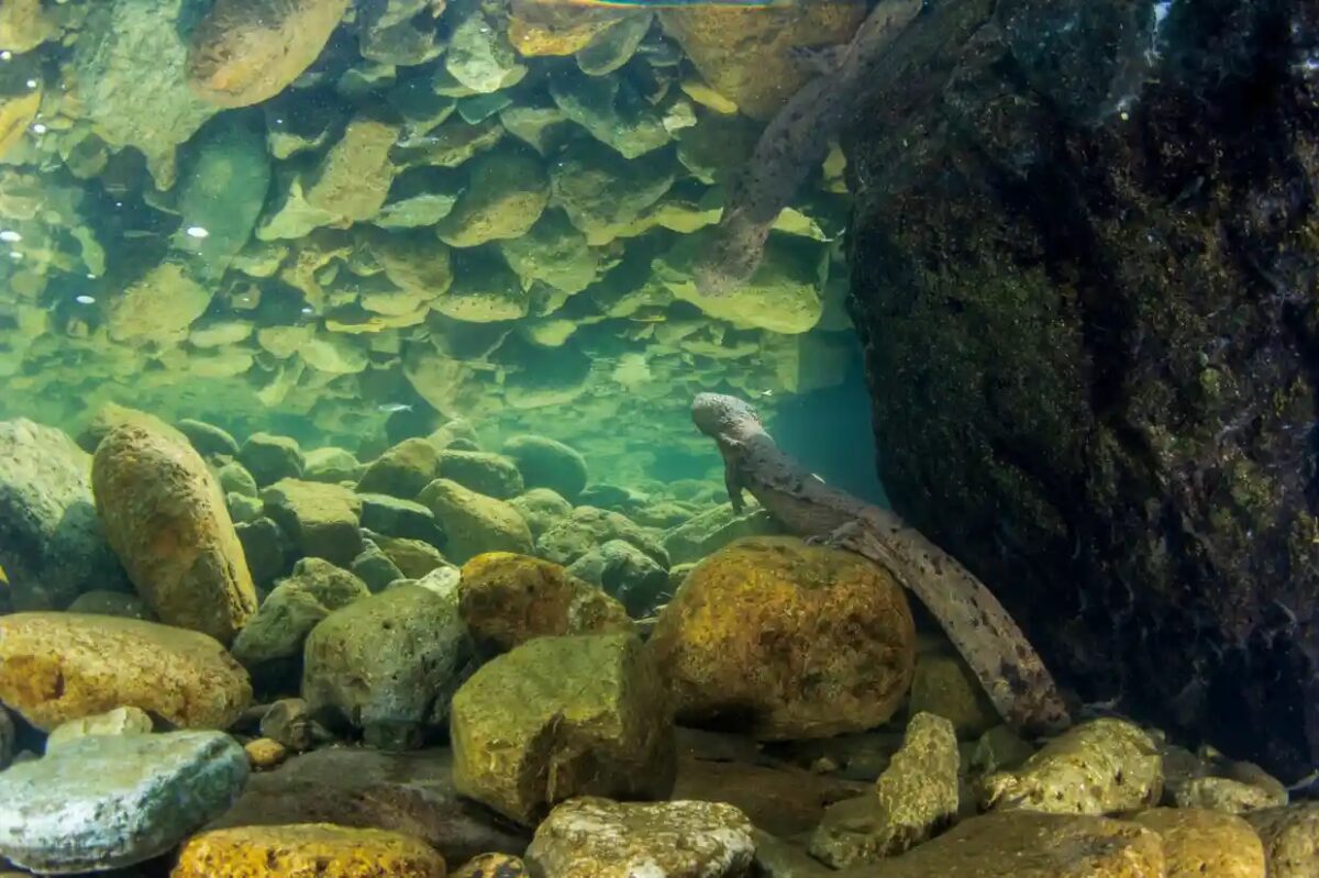 Japanese giant salamander