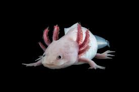 Axolotl floating in darkness