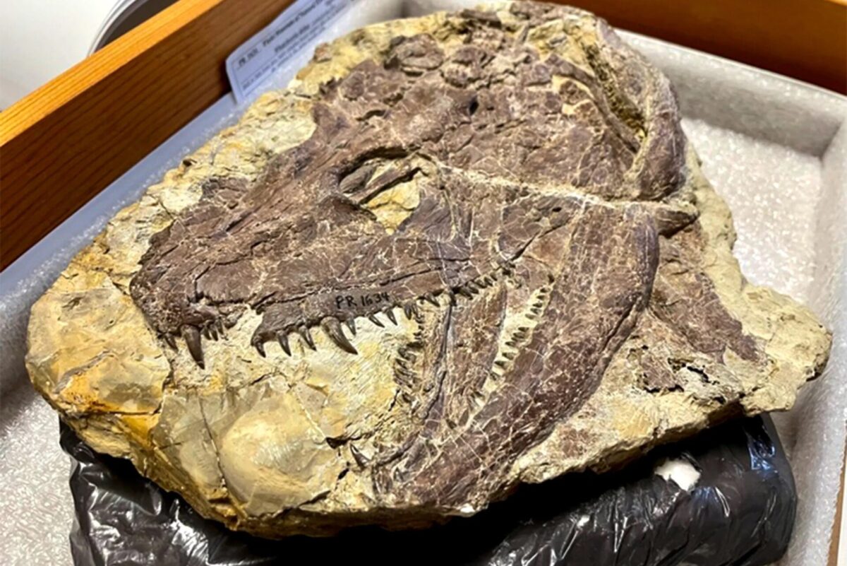 The skull of a Whatcheeria