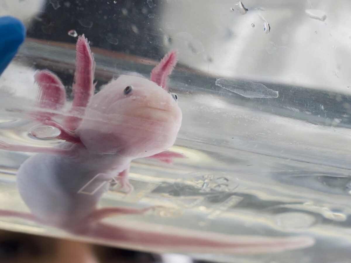 Axolotl