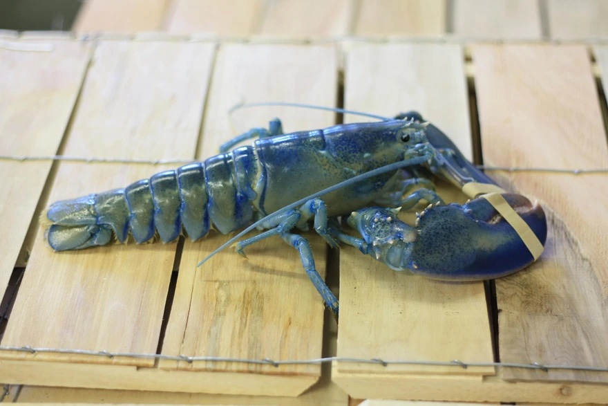 blue lobster