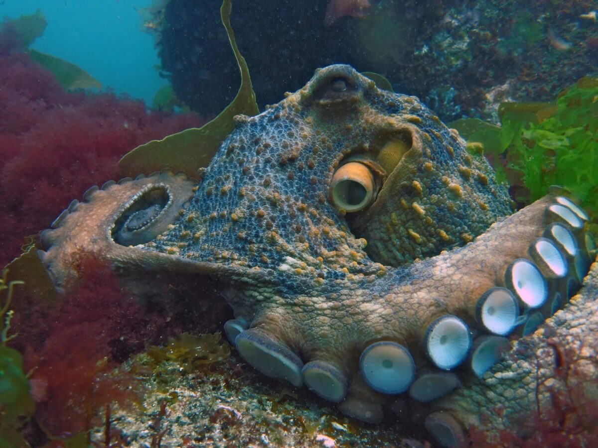 octopus