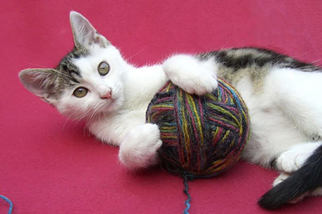 kitten with a ball of yarn on a magenta background