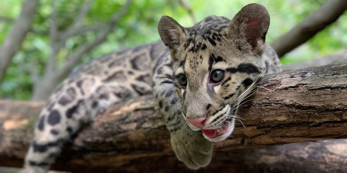 clouded leopard kitten laying on a branch