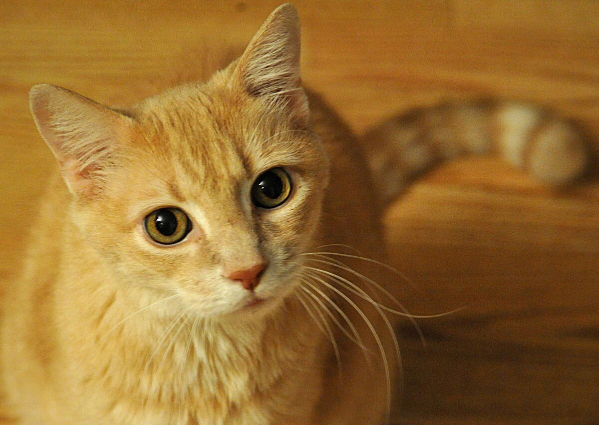 cute orange cat looks up at the camera