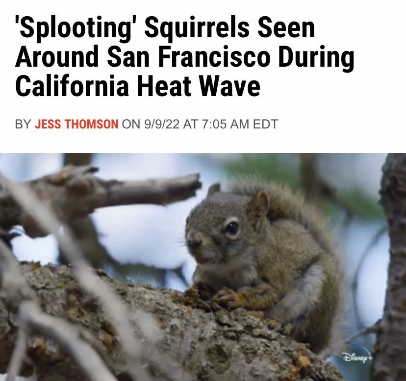 close up of a squirrel beneath a headline that reads "'Splooting' Squirrels Seen Around San Francisco During California Heat Wave"