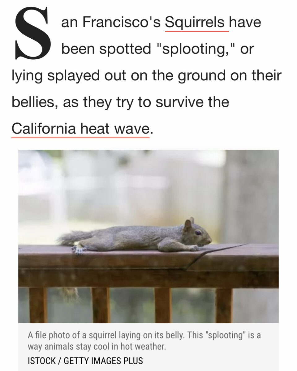 a squirrel laying on its belly beneath text talking about splooting and the California heat wave