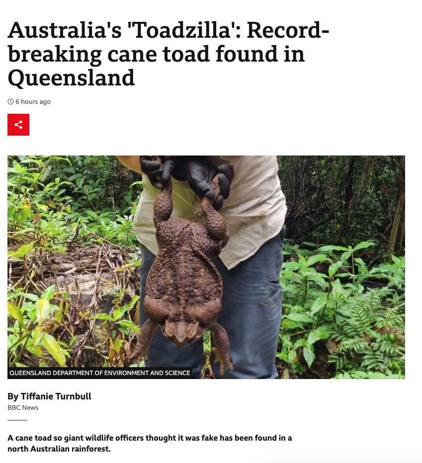 an enormous cane toad being held up by a wildlife oficer beneath a headline that reads "Australia's "Toadzilla': Record-breaking cane toad found in Queensland"