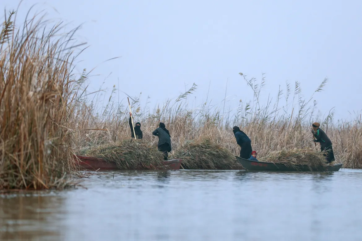 Iraqi farmers on boats collect reeds from the banks of the southern Chibayish marshes. [Asaad Niazi/AFP]