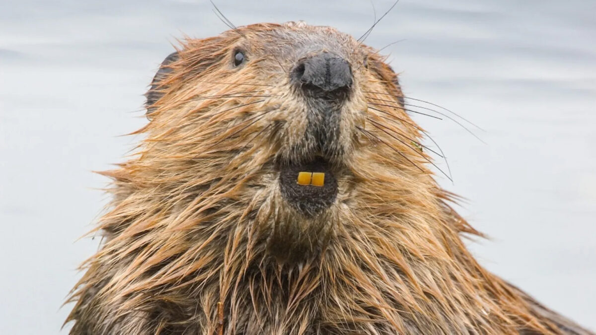 close up of a beaver
