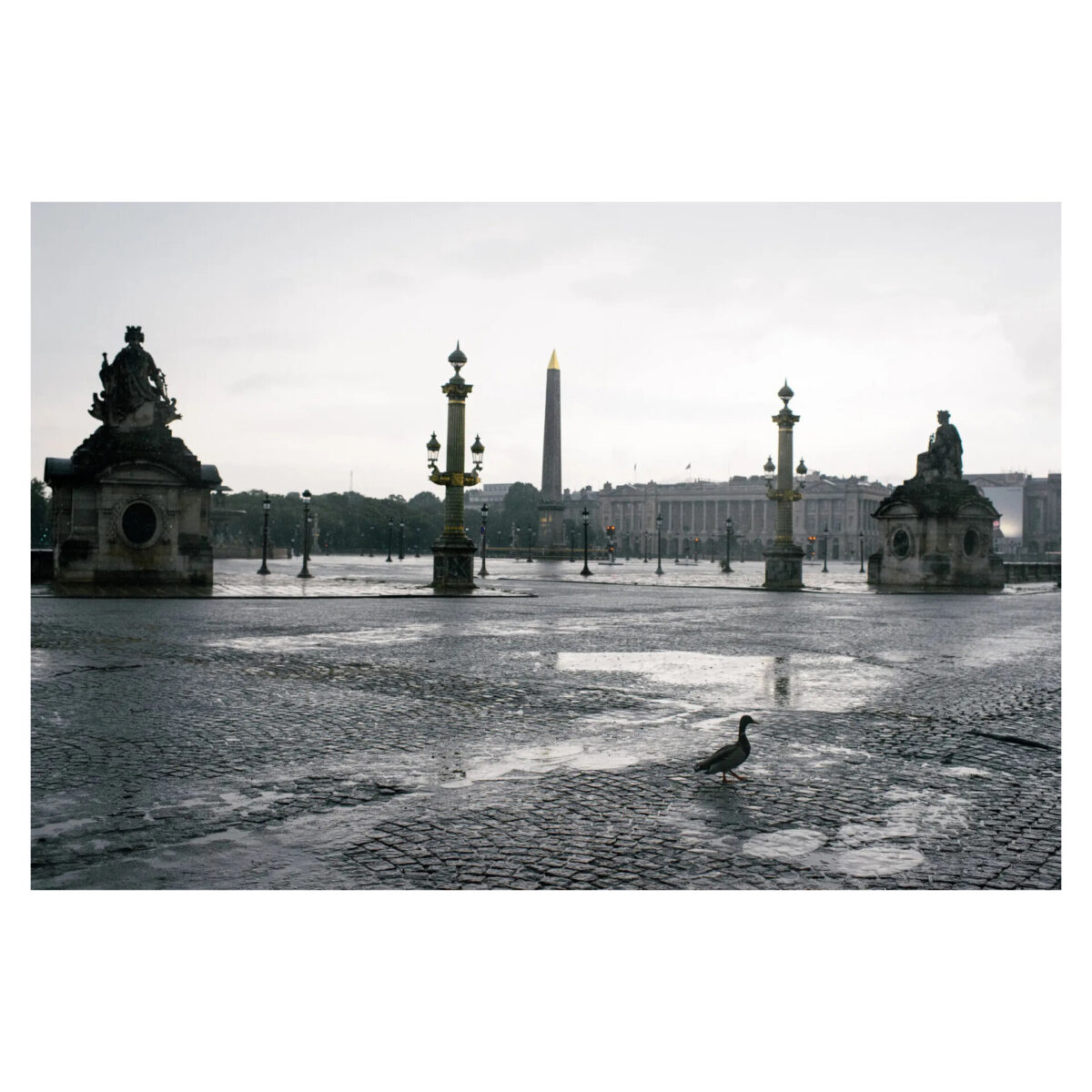A lone duck in the Place de la Concorde in Paris, void of any humans
